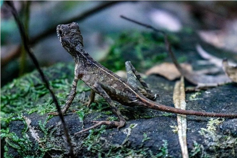 South Coast: Sinharaja Rainforest Walk and Waterfall