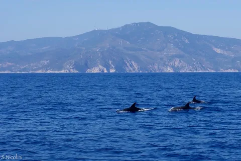 Au départ de Porto Ercole : excursion en bateau de snorkeling sur l'île de Giannutri