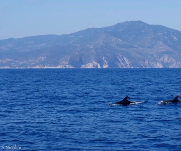 From Porto Ercole: Giannutri Island Snorkeling Boat Trip