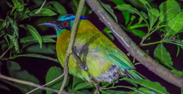 Santa Elena o Monteverde: Tour nocturno a pie por el Bosque Nuboso