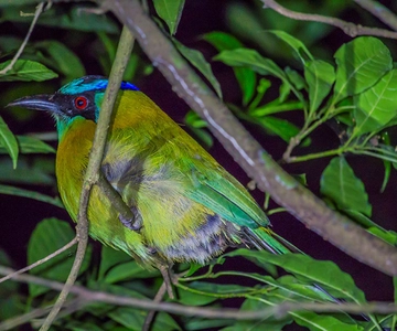 Santa Elena or Monteverde: Cloud Forest Night Walking Tour