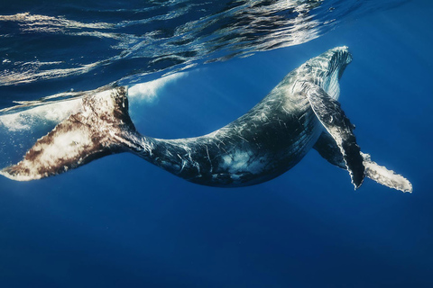 De Samaná: observation des baleines et excursion en bateau à Cayo LevantadoObservation des baleines depuis Sabana de la mar