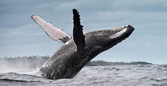 From Samaná: Whale Watching and Cayo Levantado Island Tour
