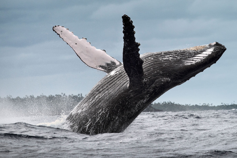 De Samaná: observation des baleines et excursion en bateau à Cayo LevantadoObservation des baleines depuis Sabana de la mar