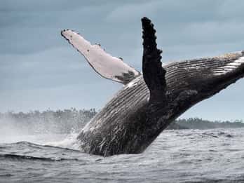 Samana: Whale Watching and Cayo Levantado Full Day Tour