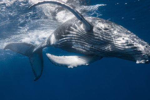 De Samaná: observation des baleines et excursion en bateau à Cayo LevantadoObservation des baleines depuis Sabana de la mar