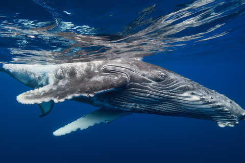 De Samaná: observation des baleines et excursion en bateau à Cayo LevantadoObservation des baleines depuis Sabana de la mar