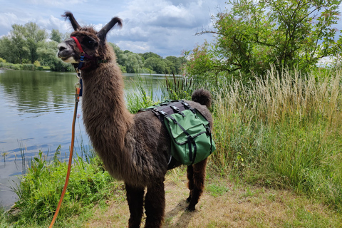 Braunschweig: Alpaca Trekking Tour Alpaca Trekking Lake Sudsee