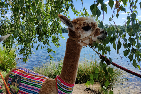 Braunschweig: Alpaca Trekking Tour Alpaca Trekking Lake Sudsee