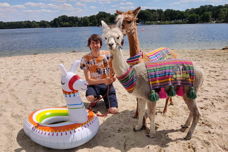 Braunschweig: Passeio em trilha de alpacaTrekking de alpaca Castelos e lagos