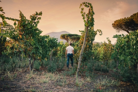 Park Narodowy Vesuvio: degustacja wina i wycieczka z lekkim lunchem