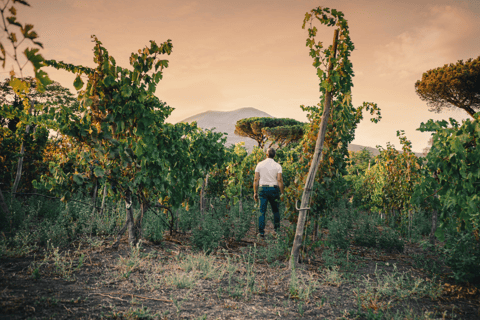 Parco Nazionale del Vesuvio: degustazione di vini e tour con pranzo leggero