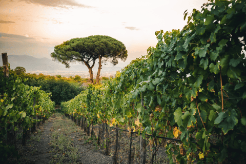 Parc national du Vesuvio : Dégustation de vins et visite avec déjeuner léger