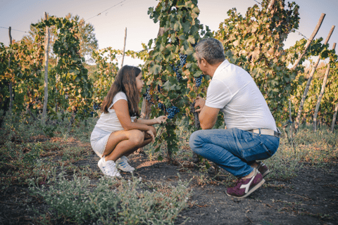 Parc national du Vesuvio : Dégustation de vins et visite avec déjeuner léger