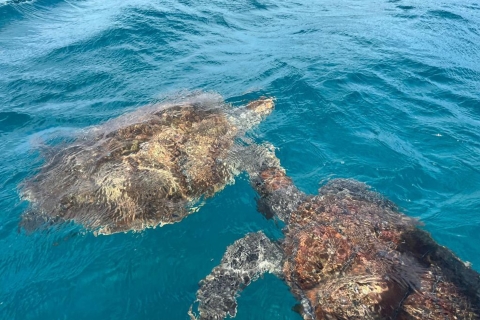 São Vicente: Schnorcheln mit Meeresschildkröten AbenteuerSão Vicente: Schnorcheln mit Meeresschildkröten Gemeinsames Gruppenabenteuer
