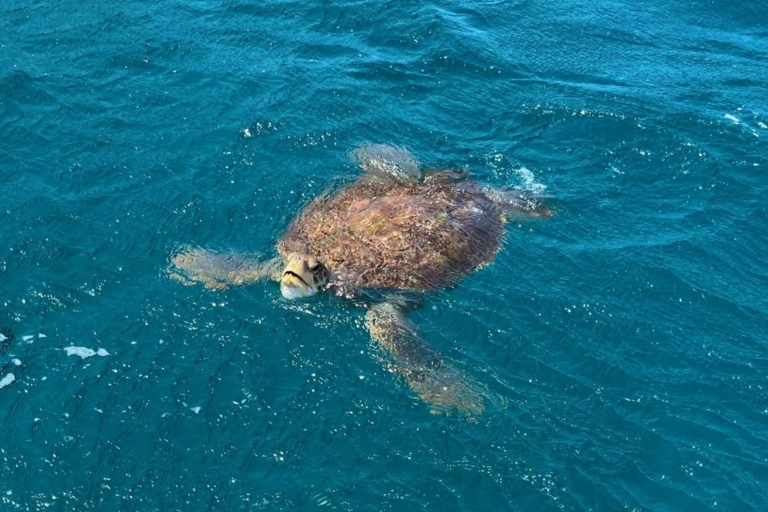 São Vicente: Snorkel z przygodą z żółwiami morskimiSão Vicente: Snorkel with Sea Turtles Wspólna przygoda grupowa