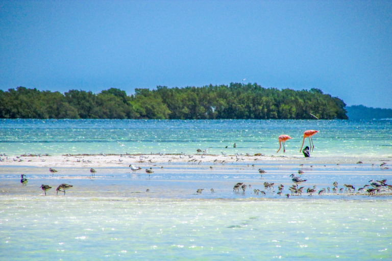 From Cancún/Playa del Carmen: Holbox Island Tour From Playa del Carmen: Holbox Tour - Spanish & English