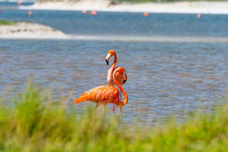 Rio Lagartos, Las Coloradas i Cenote Hubiku przez cały dzieńZ Cancún