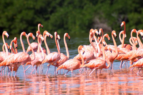 Rio Lagartos, Las Coloradas & Cenote Hubiku: TagesausflugVon Cancun