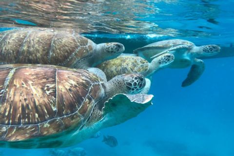 São Vicente: snorkeling con Sea Turtles Adventure