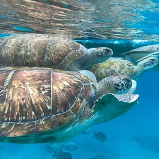 São Vicente: Snorkel with Sea Turtles Adventure