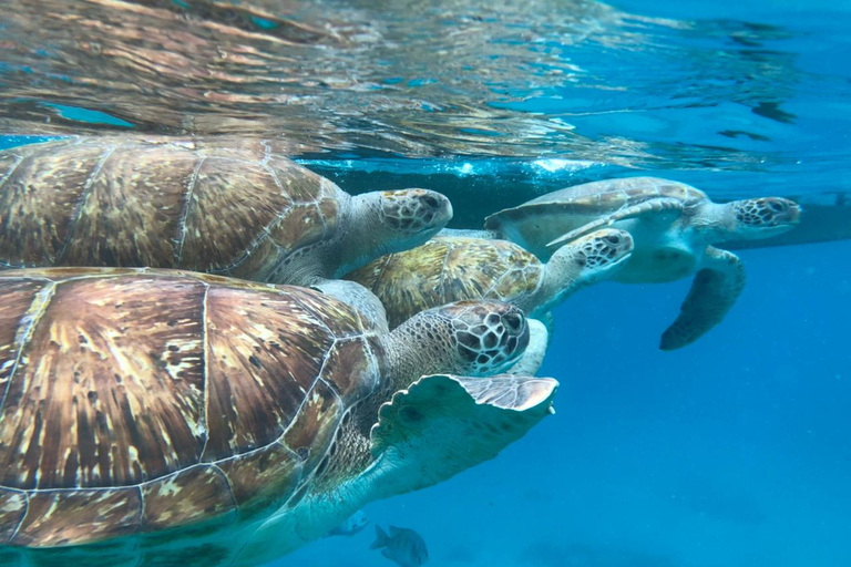 São Vicente: Snorkel z przygodą z żółwiami morskimiSão Vicente: Snorkel with Sea Turtles Private Adventure