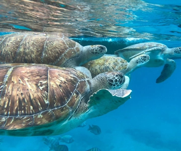 São Vicente: Snorkel with Sea Turtles Adventure