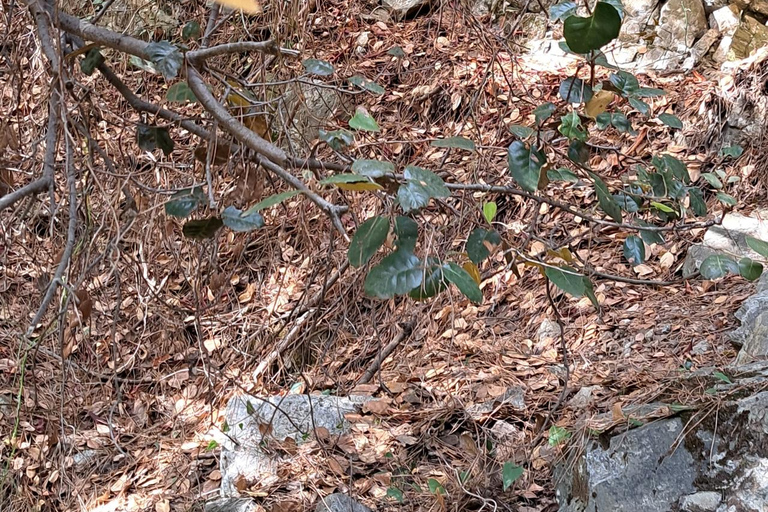 Paphos: Passeio de jipe pelas montanhas de Troodos com degustação de vinhos