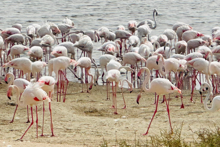 Abu Dhabi : Les flamants roses, les dunes fossiles et le lac salé.Véhicule privé jusqu&#039;à 6 personnes.