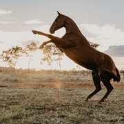 Katherine: Authentic Outback Show and Live Music