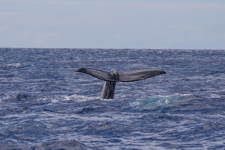 Horta : croisière d'observation des baleines et des dauphins