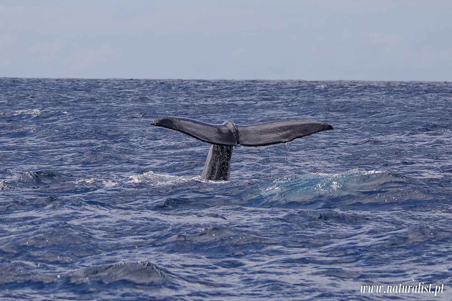 Horta: Whale and Dolphin Watching Expedition