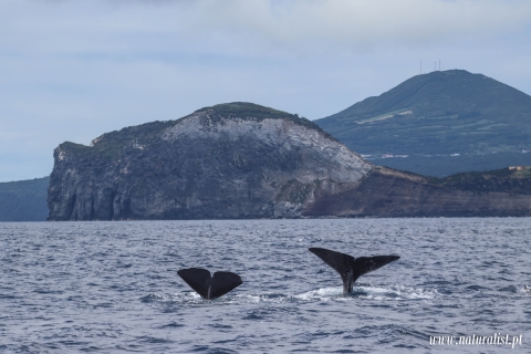 Horta: rejs z obserwacją wielorybów i delfinów