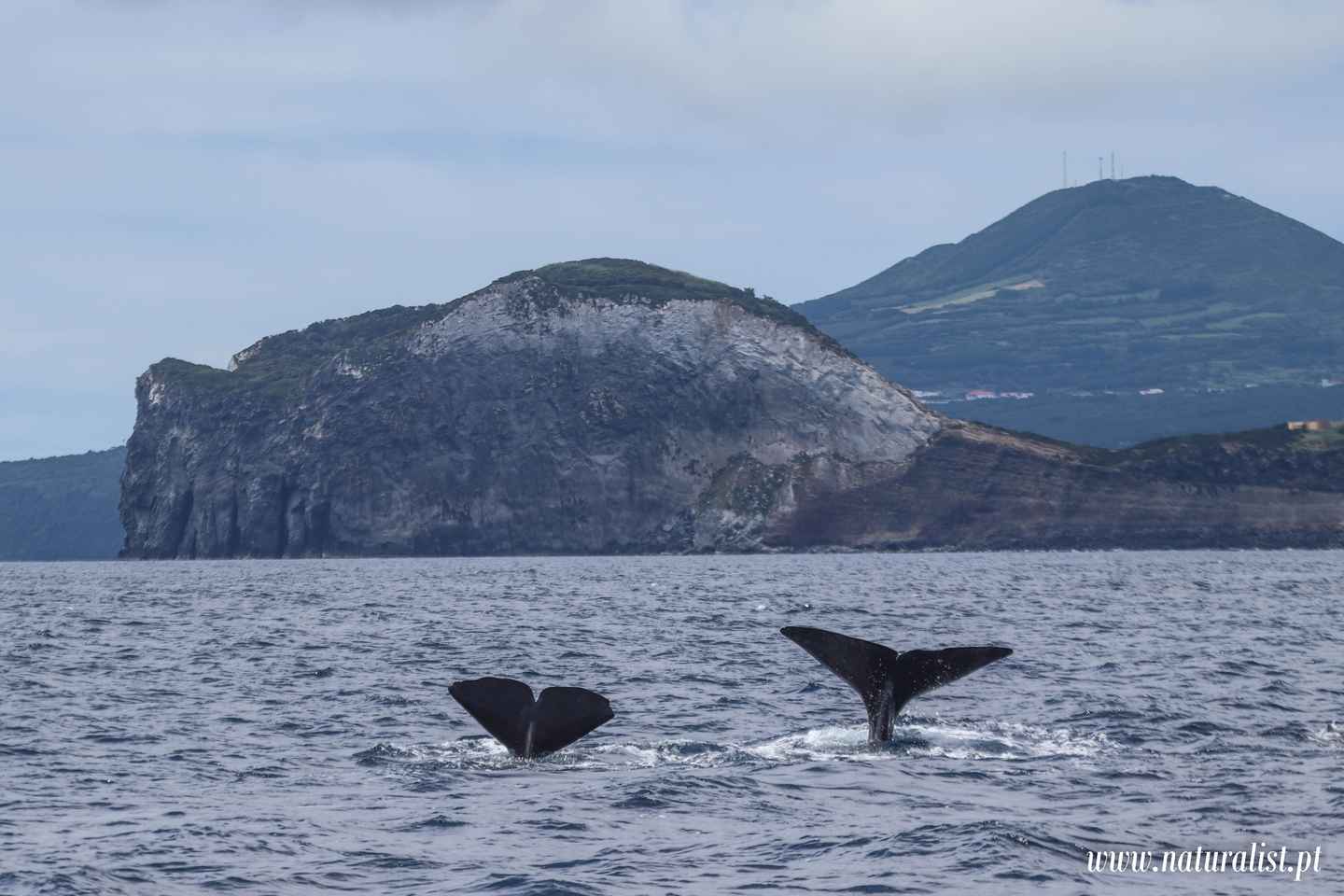 Horta: Whale and Dolphin Watching Expedition