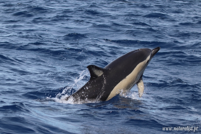 Horta: crucero de avistamiento de ballenas y delfines
