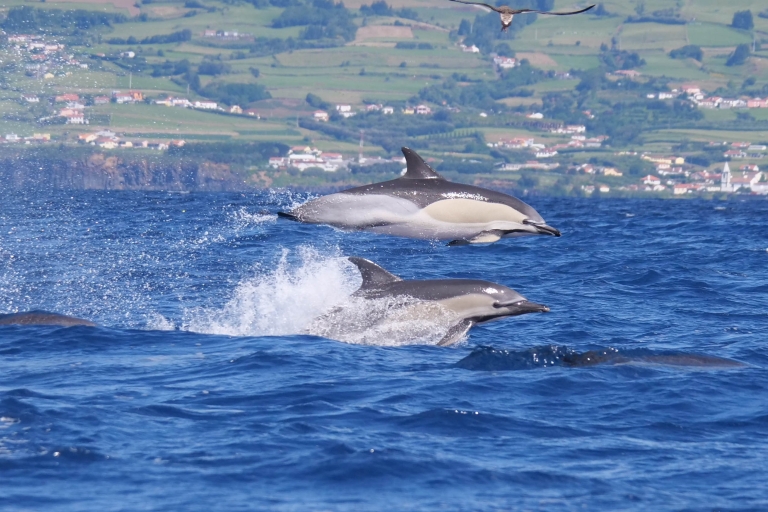 Horta: Wal- und Delfinbeobachtungstour