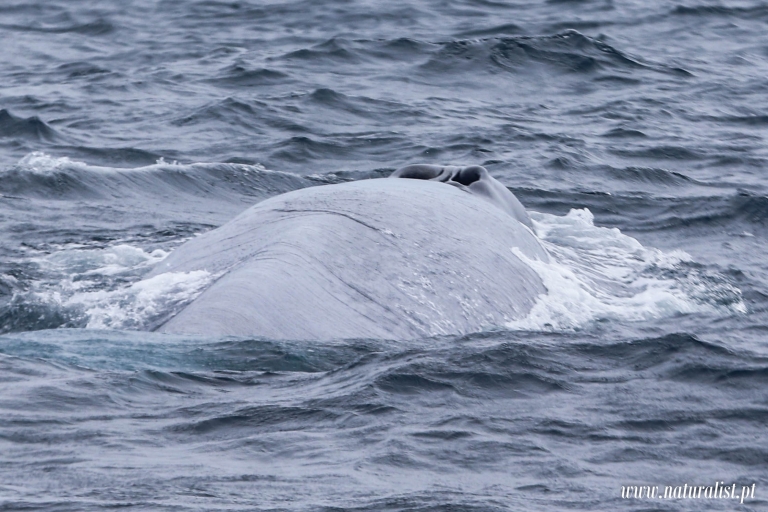 Horta: Wal- und Delfinbeobachtungstour
