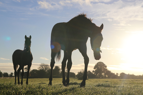 Kildare : Haras et jardins nationaux irlandaisBillet Standard