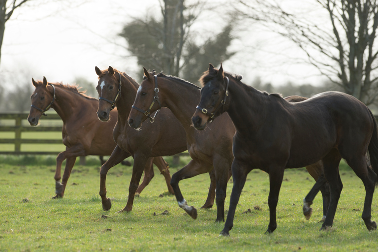 Kildare : Haras et jardins nationaux irlandaisBillet Standard