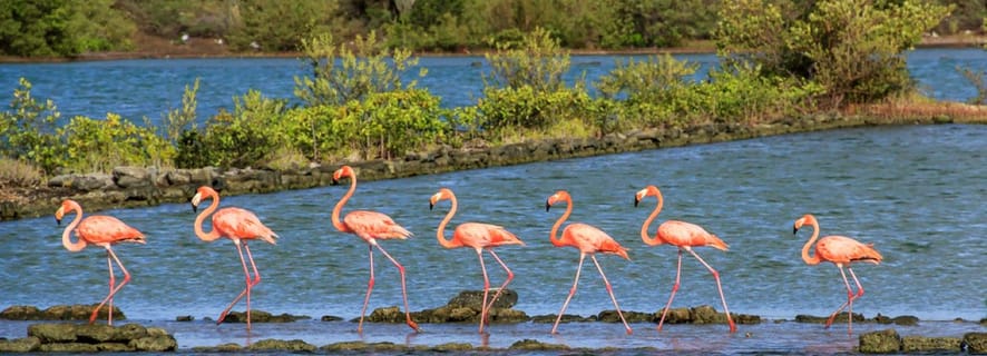 Willemstad: Curaçao North West Coast Jeep Safari Tour
