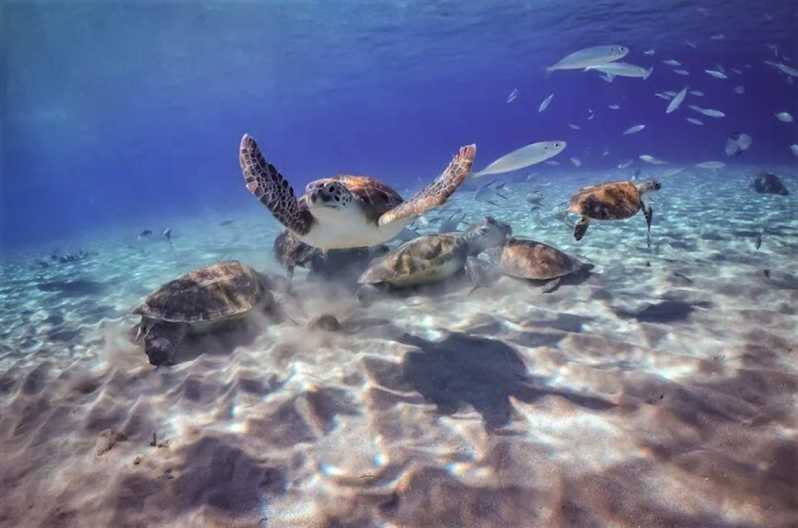 Willemstad: Excursie schildpadden kijken en snorkelsafari