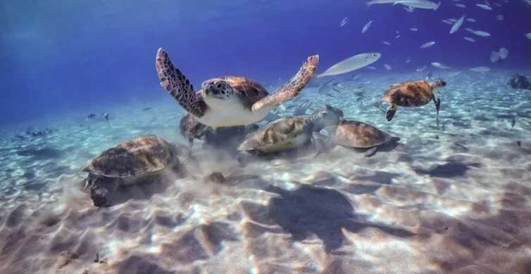 Willemstad: excursão para observação de tartarugas e safári com snorkel
