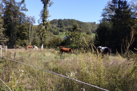 Annecy : Balade à cheval2 heures de balade