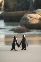 チケットが含まれているペンギンの半日ツアー（グループに参加） - Housity