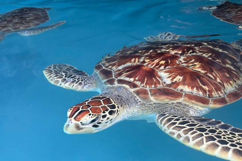 ZANZIBAR: Odkryj farmę przypraw i popływaj z żółwiami w jaskini SalaamWYCIECZKA PRYWATNA – TRANSPORT NIE JEST WLICZONY W CENĘ