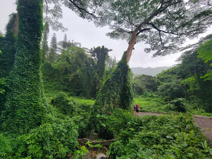 Oahu Waikiki E Bike Fahrt Und Manoa Falls Wanderung Getyourguide 4589