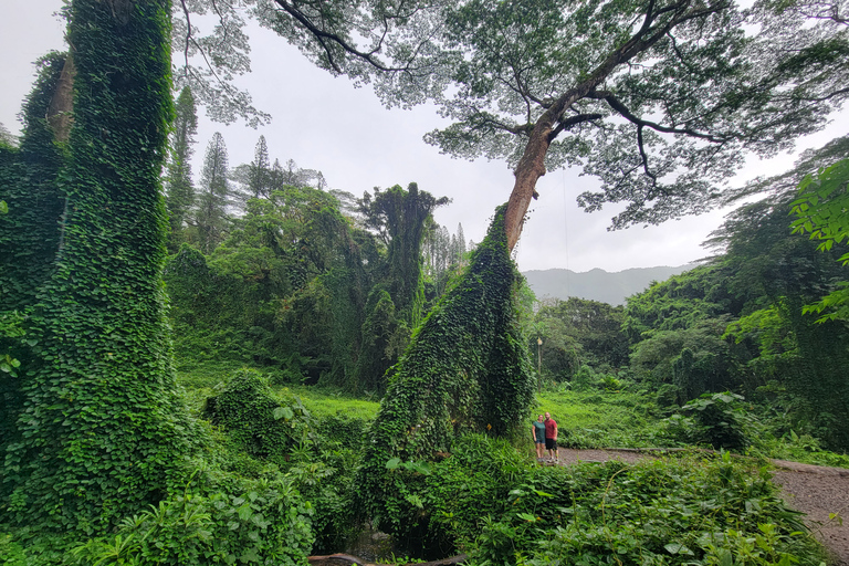 Oahu: Passeio de E-Bike em Waikiki e Caminhada nas Cataratas de ManoaOahu: Waikiki E-Bike Ride e Manoa Falls Hike