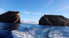 Ilha Terceira: Passeio de Barco + Snorkeling no Ilhéu das Cabras