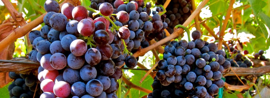 Au départ d'Atlanta : visite d'une demi-journée dans la région viticole