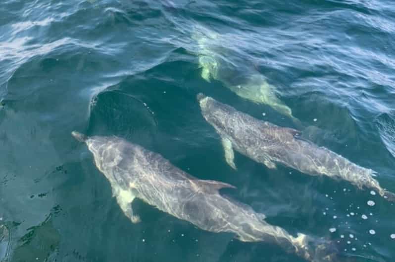 Pensacola Beach Dolphin & Wildlife Private Sunset Boat Tour GetYourGuide
